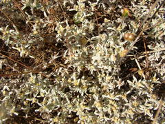 Helichrysum litorale