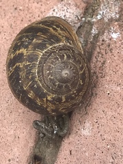 Cornu aspersum