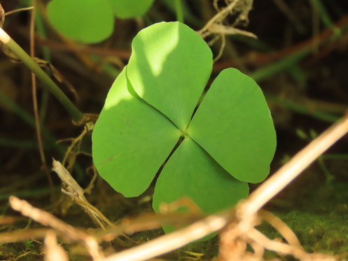 Image of Marsilea minuta by (c) chiuluan, some rights reserved (CC BY)
