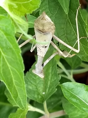 Stagmomantis carolina