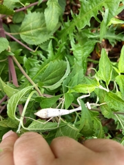 Stagmomantis carolina