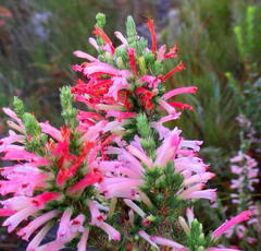 Erica curviflora curviflora