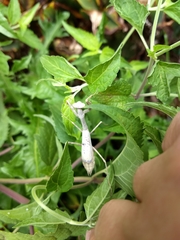 Stagmomantis carolina