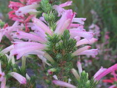 Erica curviflora curviflora