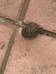 Cornu aspersum