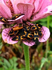 Oncopeltus fasciatus