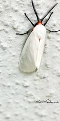 Pygarctia roseicapitis
