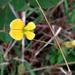 Rhynchosia totta totta - Photo (c) Kate Braun, algunos derechos reservados (CC BY-NC), subido por Kate Braun