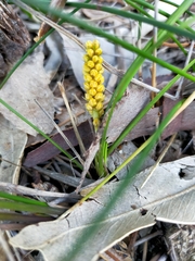 Lomandra caespitosa