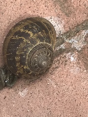 Cornu aspersum
