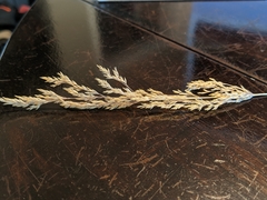 Poa wheeleri