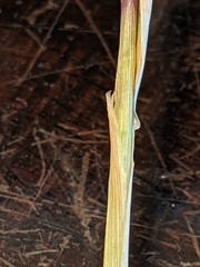 Poa wheeleri
