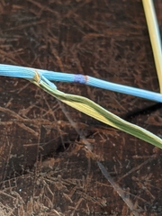 Poa wheeleri