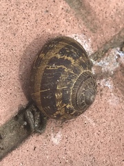 Cornu aspersum