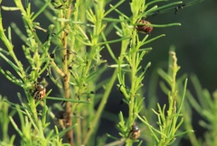 Leptinotarsa lineolata