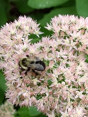Bombus impatiens