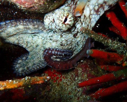 Galápagos Reef Octopus