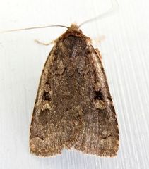 Hexorthodes agrotiformis