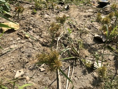 Cyperus engelmannii