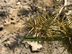 Cyperus engelmannii