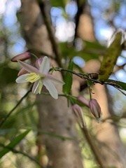 Geitonoplesium cymosum