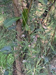 Geitonoplesium cymosum