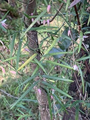 Geitonoplesium cymosum