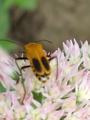 Chauliognathus pensylvanicus