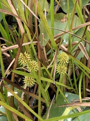 Sparganium fluctuans