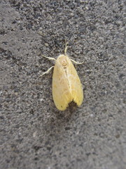 Arna pseudoconspersa