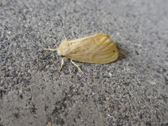 Arna pseudoconspersa