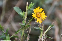 Grindelia inuloides