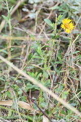 Grindelia inuloides