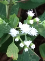 Ageratina altissima