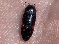Acmaeodera acanthicola