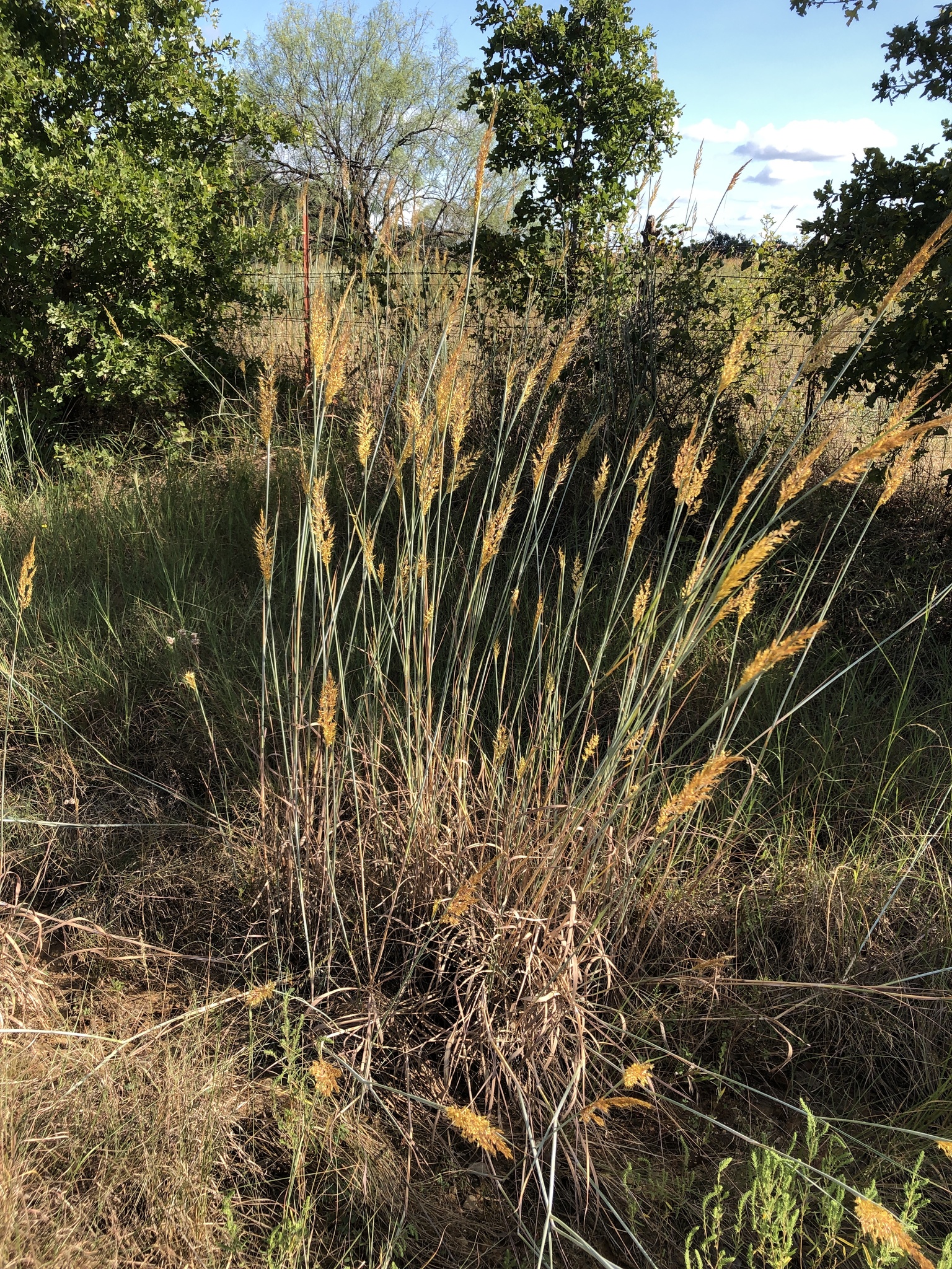 Indiangrass