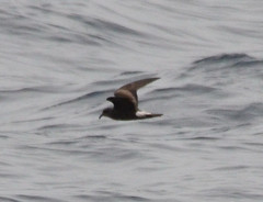 Hydrobates leucorhous