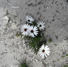 Dimorphotheca pluvialis
