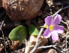 Oxalis nortieri