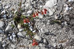 Hermannia ternifolia