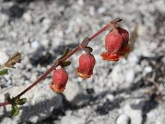 Hermannia ternifolia