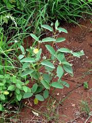 Melhania forbesii image