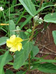 Melhania forbesii image