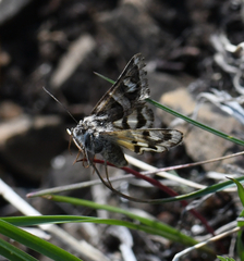 Drasteria petricola