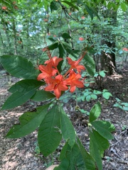 Rhododendron prunifolium