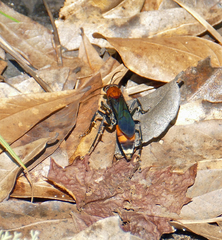 Psorthaspis sanguinea