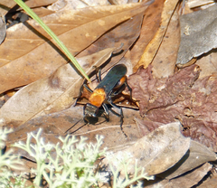 Psorthaspis sanguinea