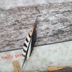 Melanerpes carolinus