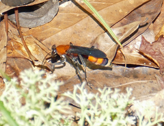 Psorthaspis sanguinea