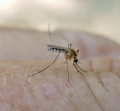Aedes atlanticus